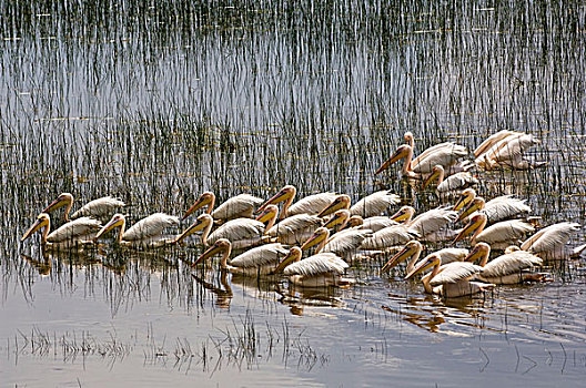肯尼亚,纳库鲁湖国家公园,成群,白色,鹈鹕,芦苇,靠近,岸边,纳库鲁湖