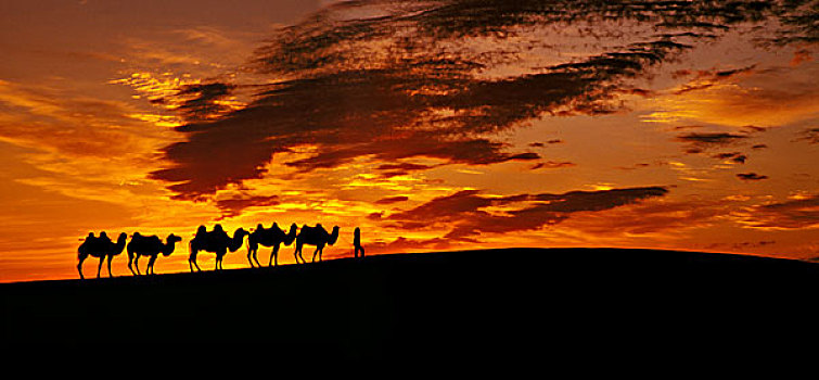 剪影,骆驼,驼队,日落,敦煌,甘肃,丝绸之路