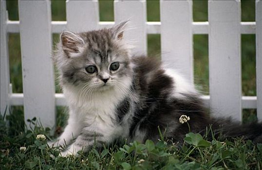 小猫,坐,正面,白色,木篱