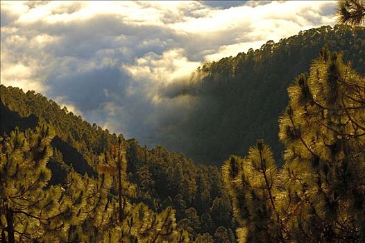 泰德国家公园,风景,云海,特内里费岛,加纳利群岛,西班牙