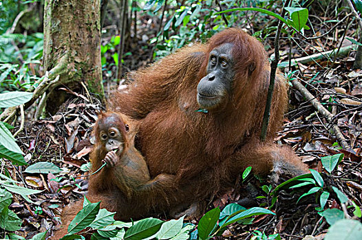 苏门答腊猩猩,母亲,一个,一半,幼仔,休息,古农列尤择国家公园,北方,苏门答腊岛,印度尼西亚