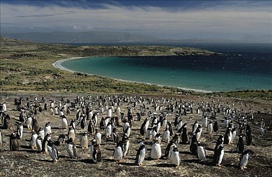 巴布亚企鹅,生物群,远眺,湾,南极