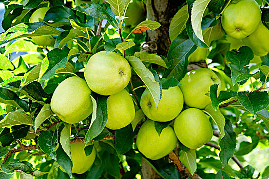 苹果,苹果树,品种,金色,美味,南蒂罗尔,意大利,欧洲