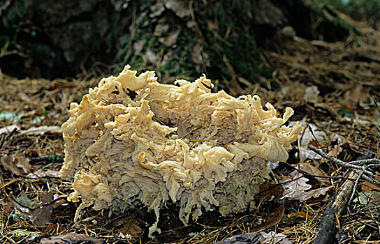 花椰菜,菌类,子实体,死,叶子,波厄斯郡,威尔士,英国,欧洲