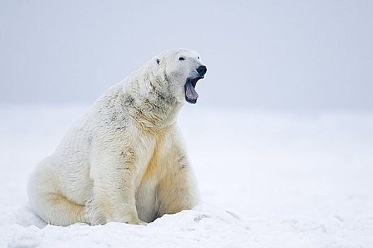 大,北极熊,公猪,休息,冰冻,向上,区域,北极圈,国家野生动植物保护区,阿拉斯加