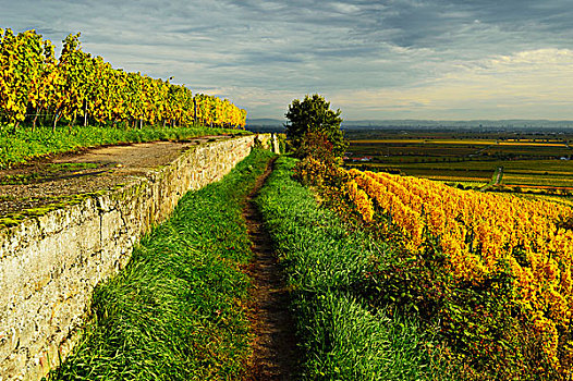 葡萄园,风景,靠近,坏,德国,葡萄酒,路线,莱茵兰普法尔茨州