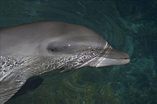 密克罗尼西亚,贝劳,特写,大西洋瓶鼻海豚,宽吻海豚,水面