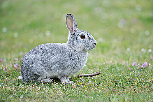 欧洲兔,兔豚鼠属,下萨克森,德国,欧洲