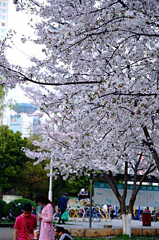 日本樱花