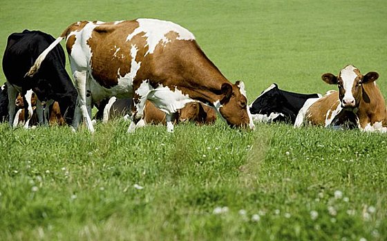 几个,母牛,草场
