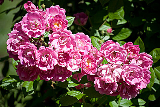 粉红玫瑰,藤蔓玫瑰,玫瑰园,多特蒙德,区域,北莱茵威斯特伐利亚,德国,欧洲