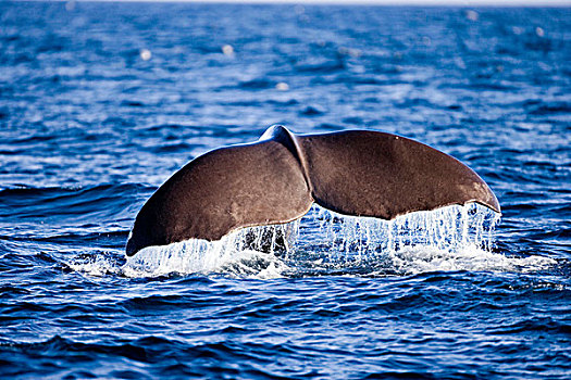 尾部,抹香鲸