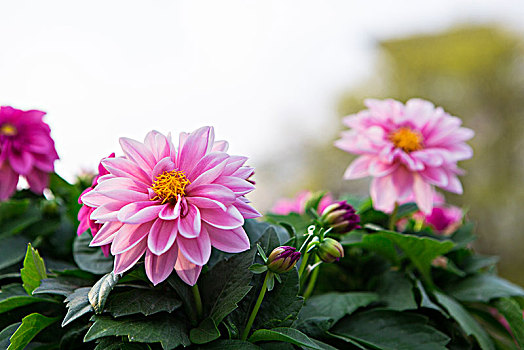 大丽花花卉