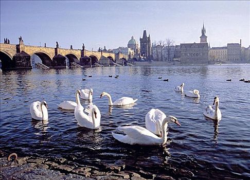 桥,天鹅,鸟,布拉格,捷克共和国,欧洲,动物