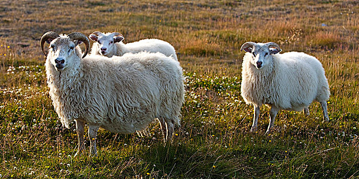 绵羊,两个子女,西北地区,冰岛,欧洲