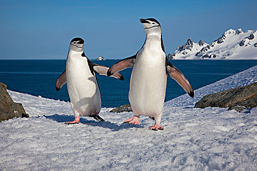 帽带企鹅,半月,岛屿,南设得兰群岛,南极