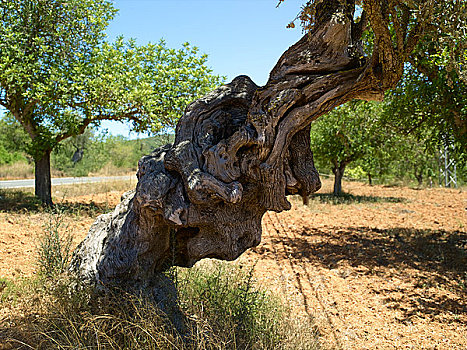 伊比沙岛,橄榄树
