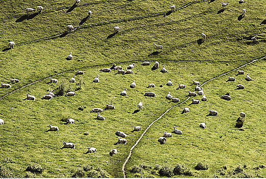 绵羊,南岛,新西兰