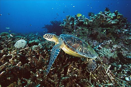 绿海龟,龟类,龙目岛,印度尼西亚