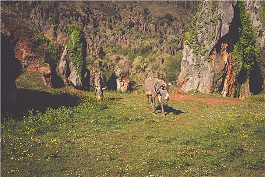 细纹斑马,萨布鲁国家公园,肯尼亚