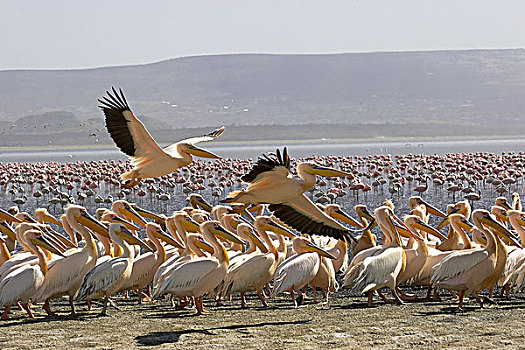 白鹈鹕,一对,飞行,生物群,纳库鲁湖,肯尼亚