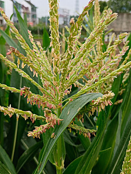 玉米开花,拔节孕穗期