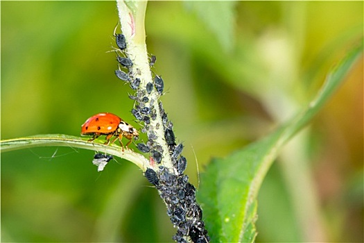 生物学,虫害防治