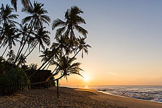 日出,海滩,排列,棕榈树,无人