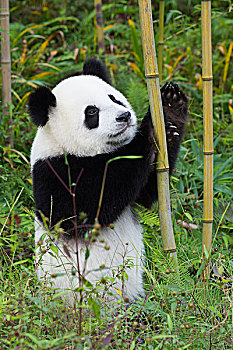 大熊猫,两个,岁月,中国,研究中心,成都,四川,亚洲