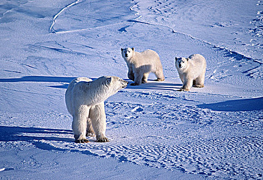 母兽,北极熊,一岁,幼兽,猎捕,冰,西部,哈得逊湾