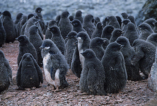 南极,阿德利企鹅,幼禽,幼儿园