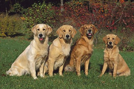 金毛猎犬,狗,四个,坐,草地