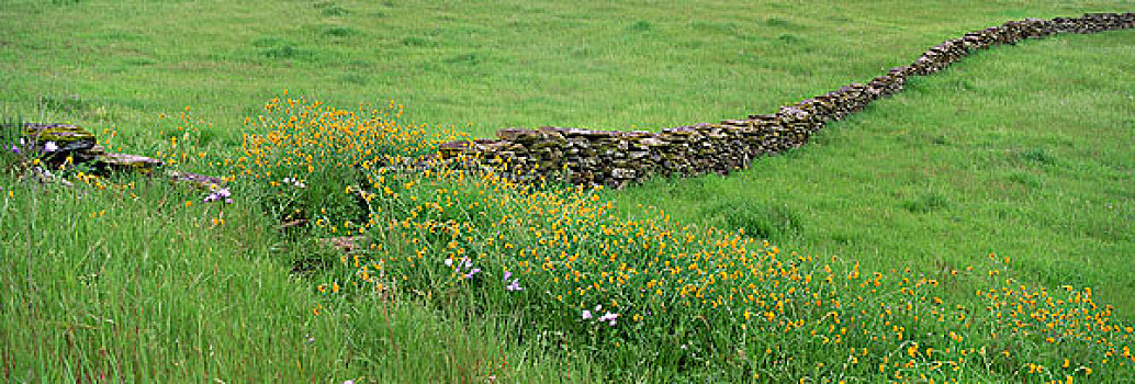 草地,石墙,野花