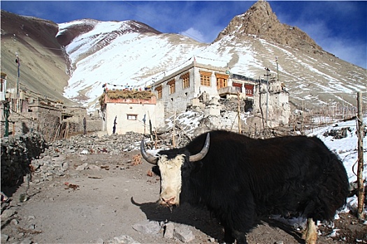 牦牛,喜马拉雅山,印度