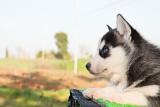 萨摩耶幼犬