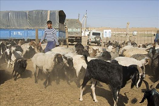 集市,销售,绵羊,山羊,阿什喀巴得,土库曼斯坦