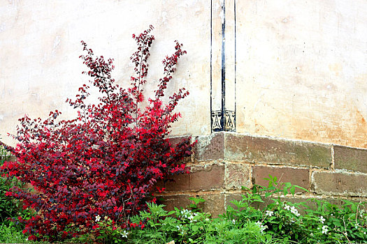 春季里皖南徽居墙角下掩映的红绿植物