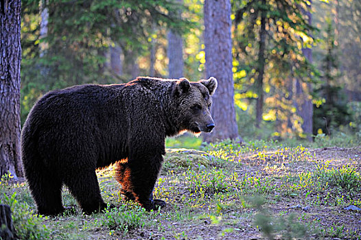 褐色,熊,成年,早晨,亮光,卡瑞里亚,东方,芬兰,欧洲