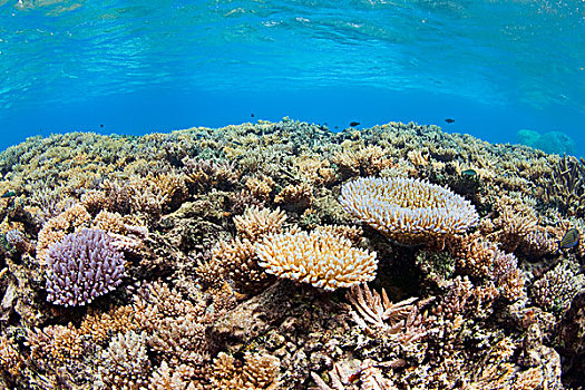 珊瑚礁,岛屿,太平洋,密克罗尼西亚
