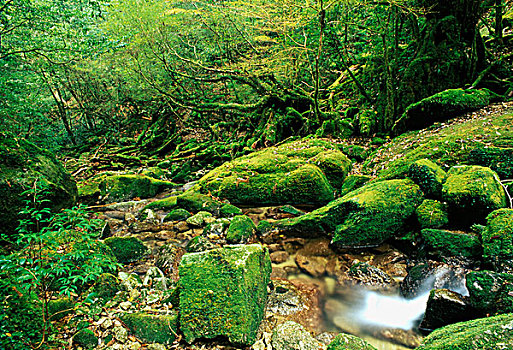 鹿儿岛,日本