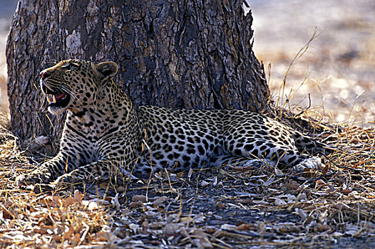博茨瓦纳,莫雷米禁猎区,成年,雄性,豹,休息,树影,靠近