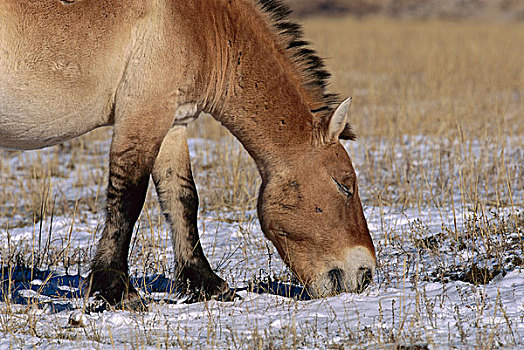 马,放牧,冬天,蒙古