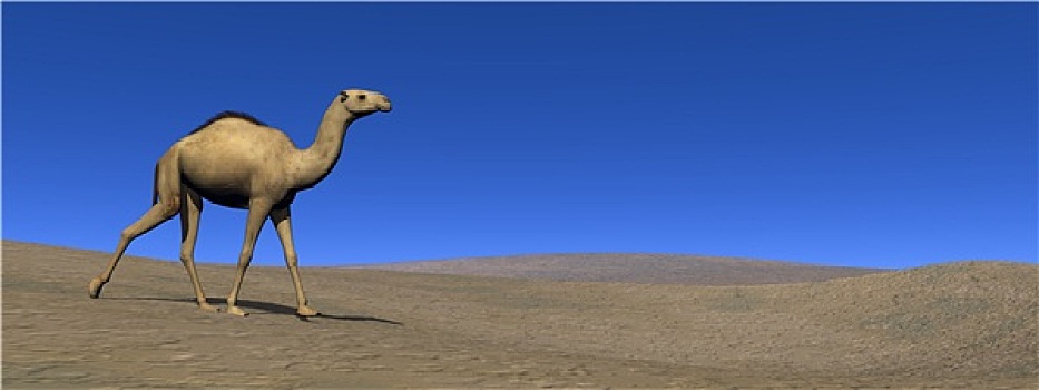 骆驼,走