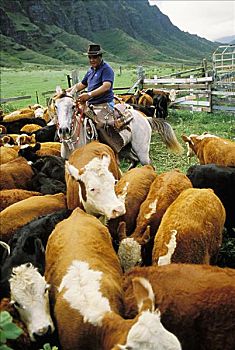 夏威夷,瓦胡岛,夏威夷牛仔,骑马,放牧,牛,畜栏