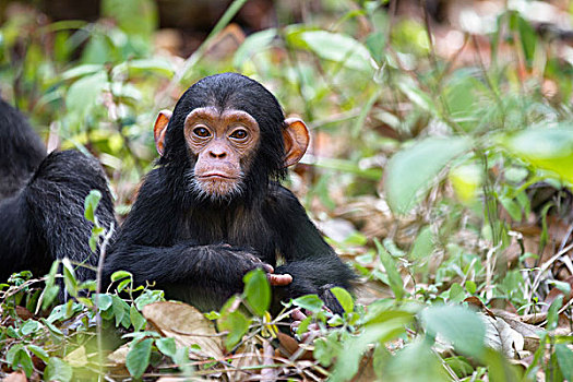 黑猩猩,类人猿,幼兽,坦桑尼亚
