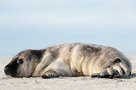 灰海豹,幼仔,石荷州,德国,欧洲