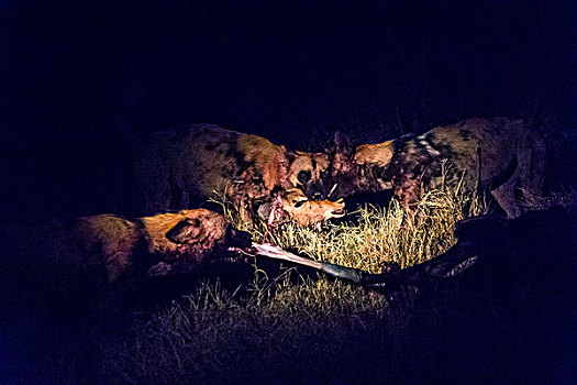 博茨瓦纳,奥卡万戈三角洲,非洲野狗,非洲野犬属,吃,黑斑羚