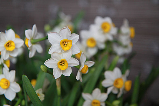 水仙花