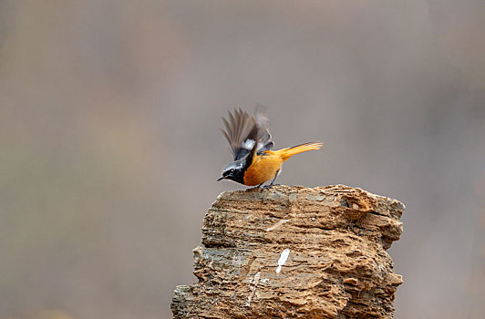 栖息于山地和居民点附近灌丛与低矮树丛中的北红尾鸲鸟