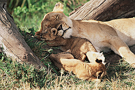 肯尼亚,马赛马拉野生动物园,狮子,玩,幼兽,大幅,尺寸